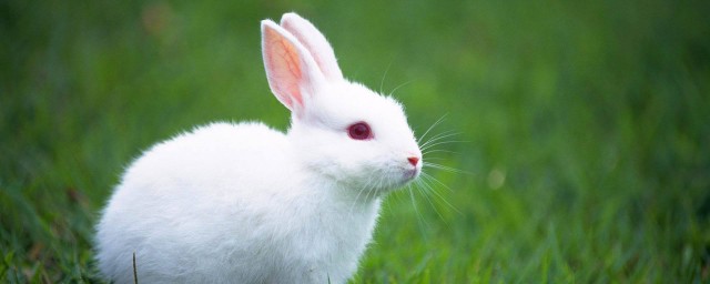 兔子怎么读 兔子拼音读法是什么